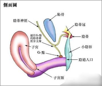 男人阴茎多长为正常