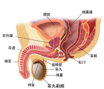 前列腺增大症状、病因、治疗