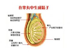 无精症能治好吗